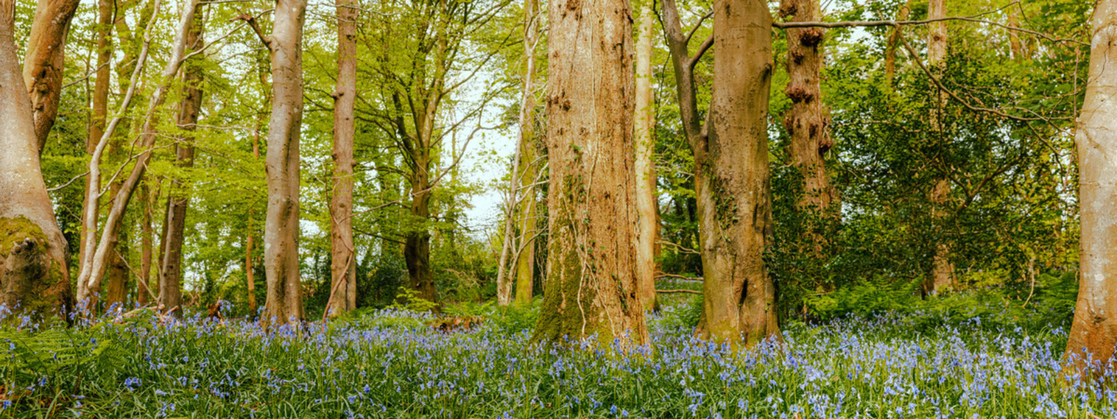 Ballaglass Glen Bluebells